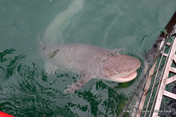 7Gill shark, South Africa